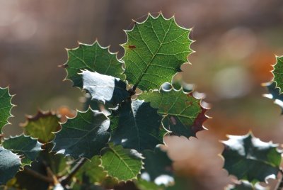 Quercus coccifera - dub kermesový (3)